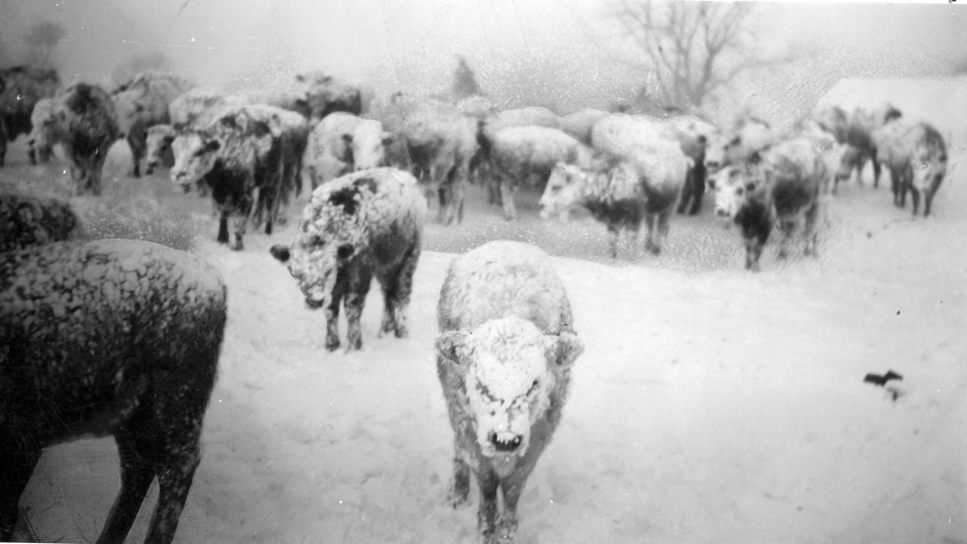Cattle moving around after nearly being frozen at the Neal Hartford ranch near Central City.